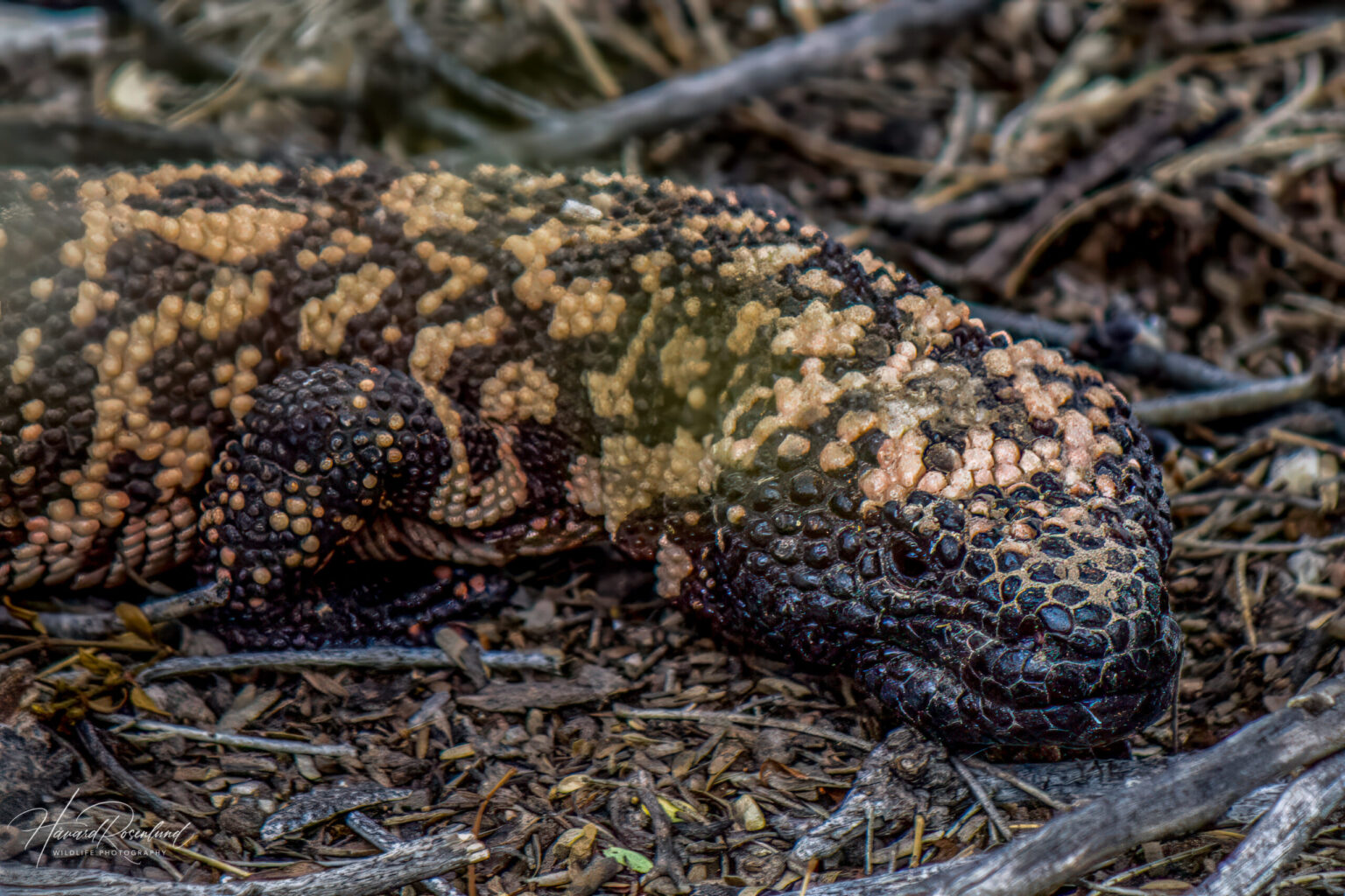 Gilaøgle (Heloderma suspectum) @ Sonoraørkenen, Arizona, USA. Foto: Håvard Rosenlund
