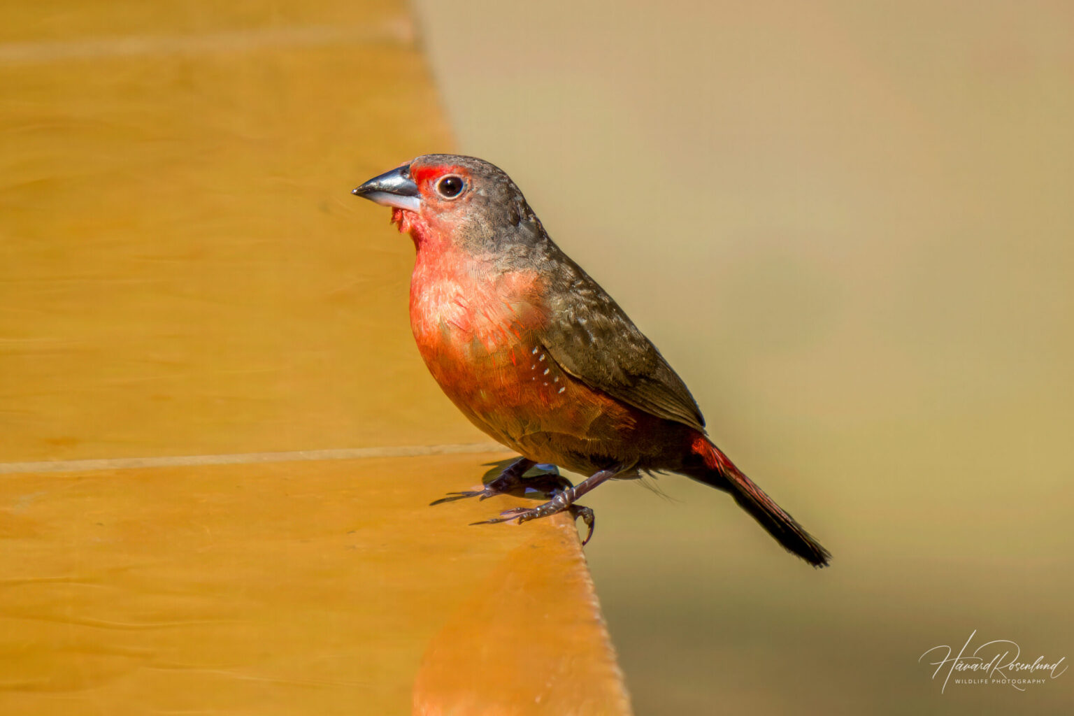 African Firefinch (Lagonosticta rubricata) @ Thanda Private Game Reserve, South Africa. Photo: Håvard Rosenlund
