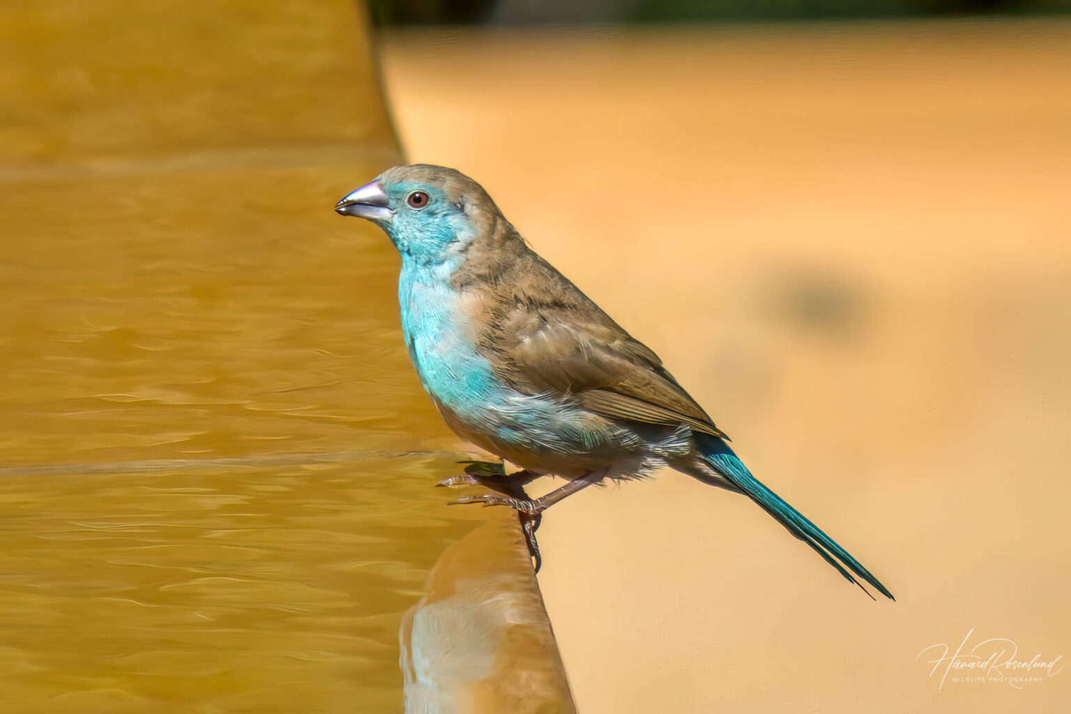 Blue Waxbill (Uraeginthus angolensis) @ Thanda Private Game Reserve, South Africa. Photo: Håvard Rosenlund