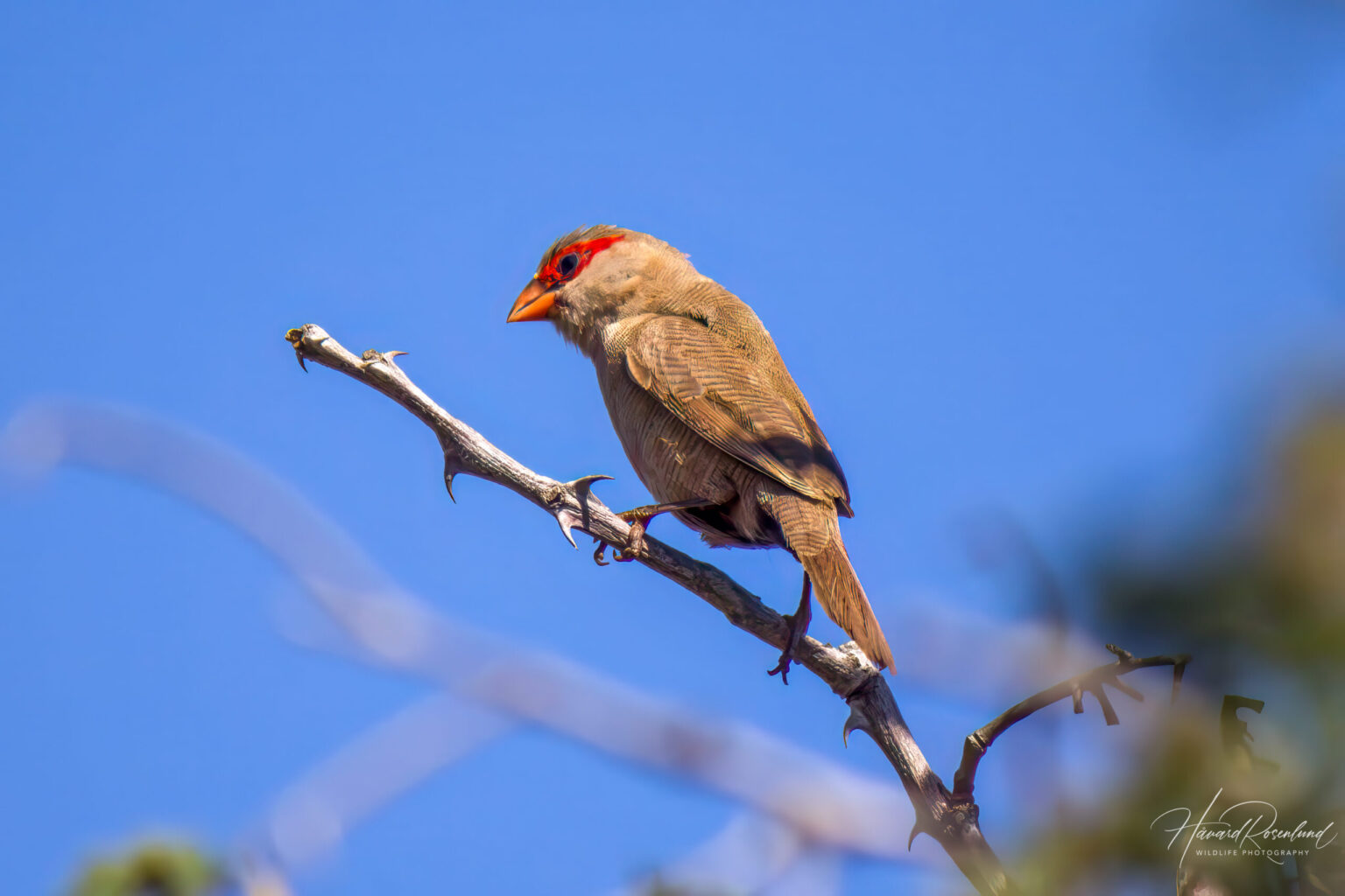 Common Waxbill (Estrilda astrild) @ Thanda Private Game Reserve, South Africa. Photo: Håvard Rosenlund