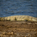 Nile Crocodile (Crocodylus niloticus) @ Ndumo Game Reserve, South Africa. Photo: Håvard Rosenlund