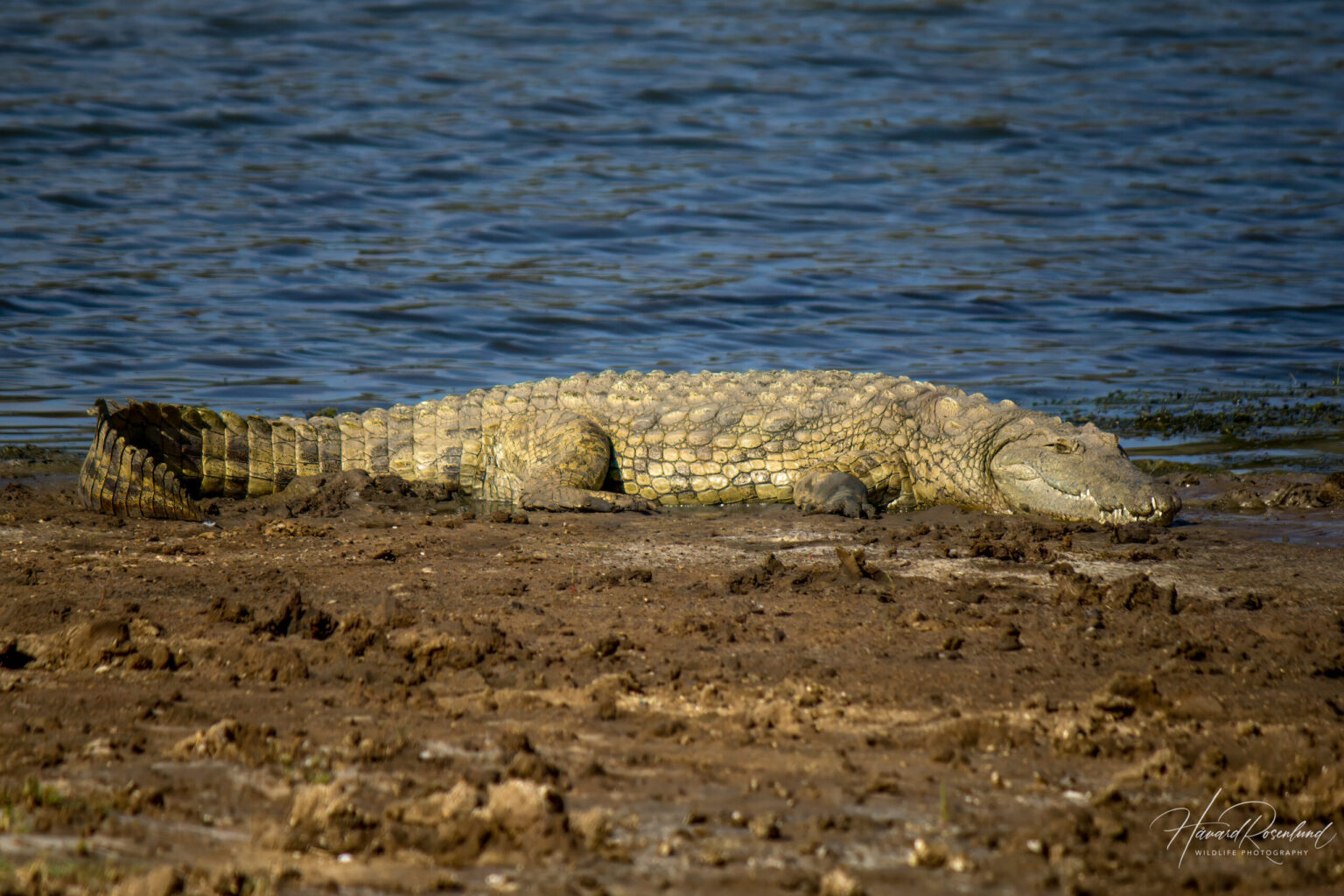 Nile Crocodile (Crocodylus niloticus) @ Ndumo Game Reserve, South Africa. Photo: Håvard Rosenlund
