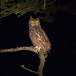 Spotted Eagle-Owl (Bubo africanus) @ Thanda Private Game Reserve, South Africa. Photo: Håvard Rosenlund