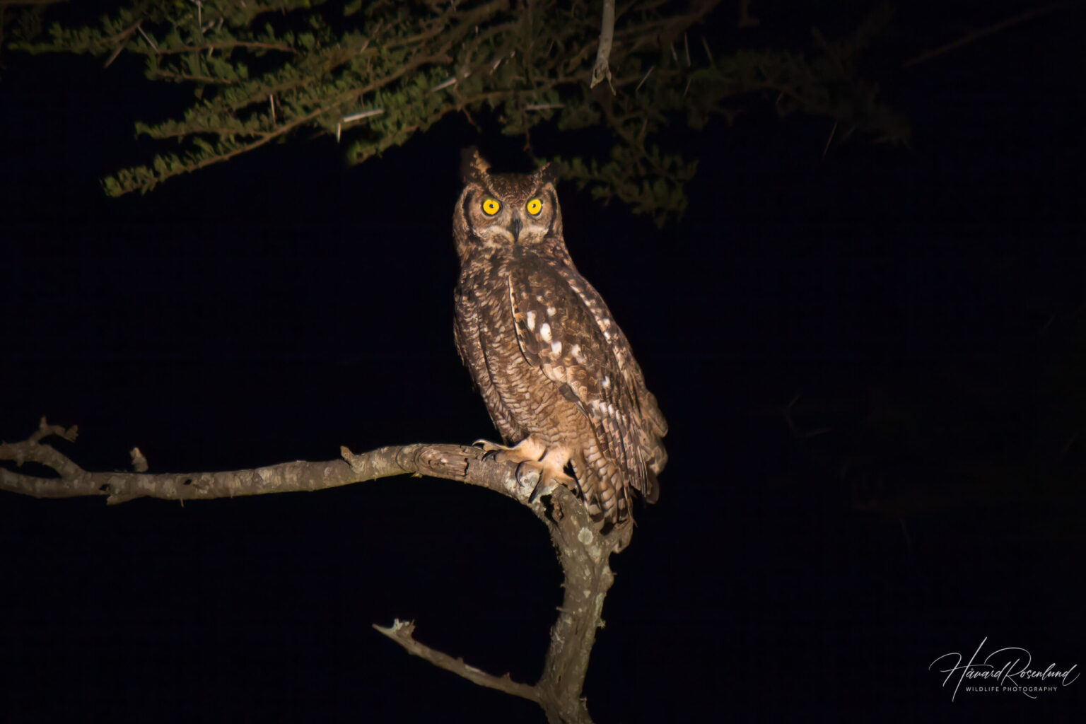 Spotted Eagle-Owl (Bubo africanus) @ Thanda Private Game Reserve, South Africa. Photo: Håvard Rosenlund