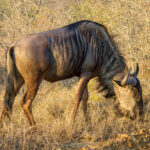 Stripegnu (Connochaetes taurinus) @ Tembe Elephant Park, Sør-Afrika. Foto: Håvard Rosenlund