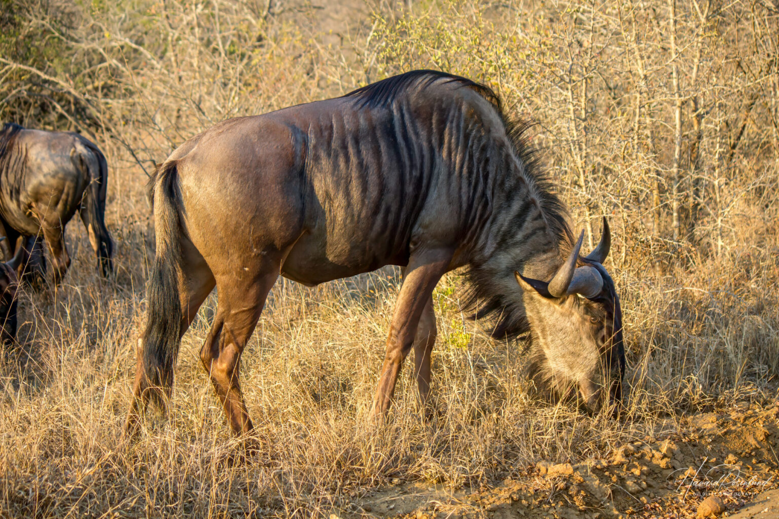 Stripegnu (Connochaetes taurinus) @ Tembe Elephant Park, Sør-Afrika. Foto: Håvard Rosenlund