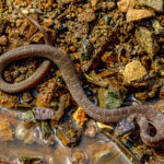 Red-lipped Snake (Crotaphopeltis hotamboeia) @ Thanda Private Game Reserve, South Africa. Photo: Håvard Rosenlund