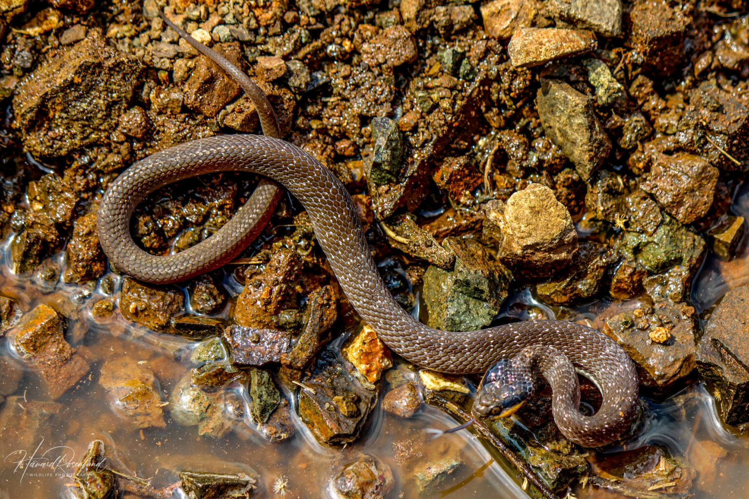 Red-lipped Snake (Crotaphopeltis hotamboeia) @ Thanda Private Game Reserve, South Africa. Photo: Håvard Rosenlund