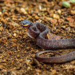 Red-lipped Snake (Crotaphopeltis hotamboeia) @ Thanda Private Game Reserve, South Africa. Photo: Håvard Rosenlund