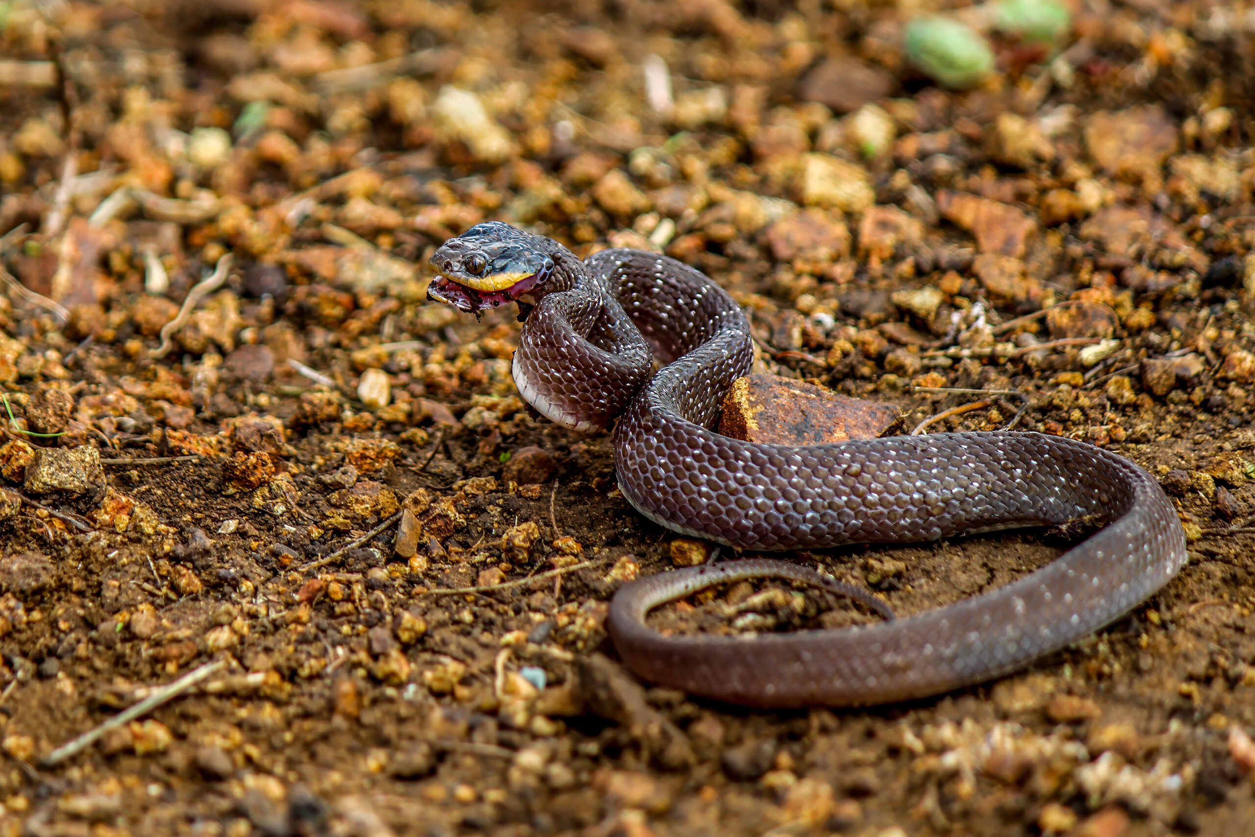 Rødleppesnok (Crotaphopeltis hotamboeia) @ Thanda Private Game Reserve, Sør-Afrika. Foto: Håvard Rosenlund