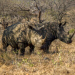 White Rhinoceros (Ceratotherium simum) @ Hluhluwe-iMfolozi Park, South Africa. Photo: Håvard Rosenlund