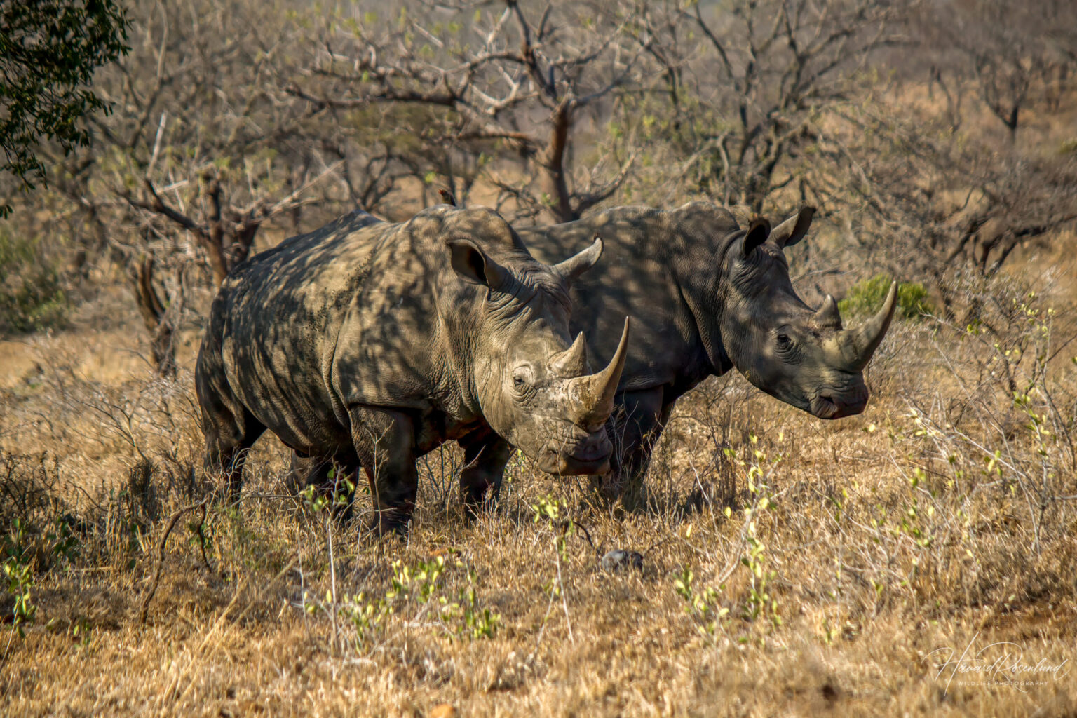 White Rhinoceros (Ceratotherium simum) @ Hluhluwe-iMfolozi Park, South Africa. Photo: Håvard Rosenlund