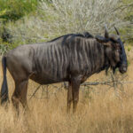Stripegnu (Connochaetes taurinus) @ Tembe Elephant Park, Sør-Afrika. Foto: Håvard Rosenlund