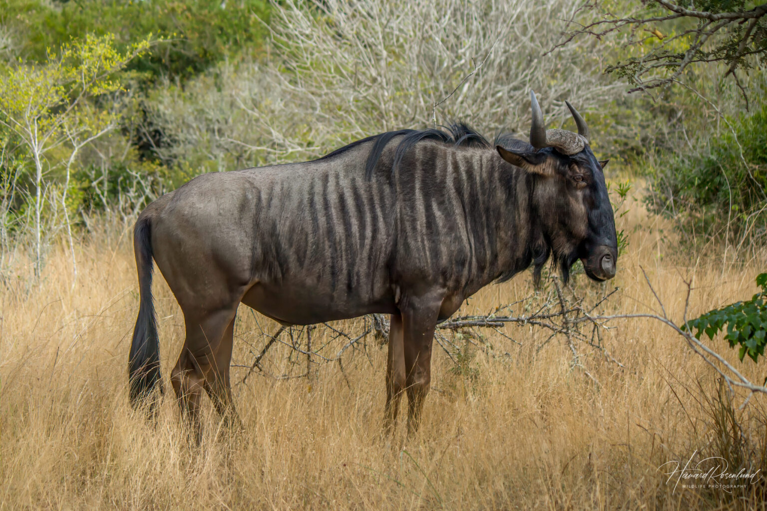 Stripegnu (Connochaetes taurinus) @ Tembe Elephant Park, Sør-Afrika. Foto: Håvard Rosenlund