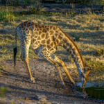 Southern Giraffe (Giraffa giraffa) @ Tembe Elephant Park, South Africa. Photo: Håvard Rosenlund