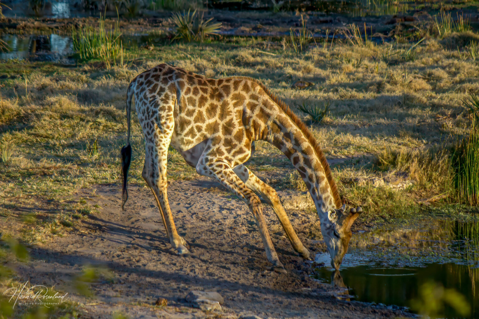 Southern Giraffe (Giraffa giraffa) @ Tembe Elephant Park, South Africa. Photo: Håvard Rosenlund