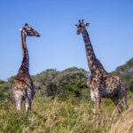 Southern Giraffe (Giraffa giraffa) @ Tembe Elephant Park, South Africa. Photo: Håvard Rosenlund