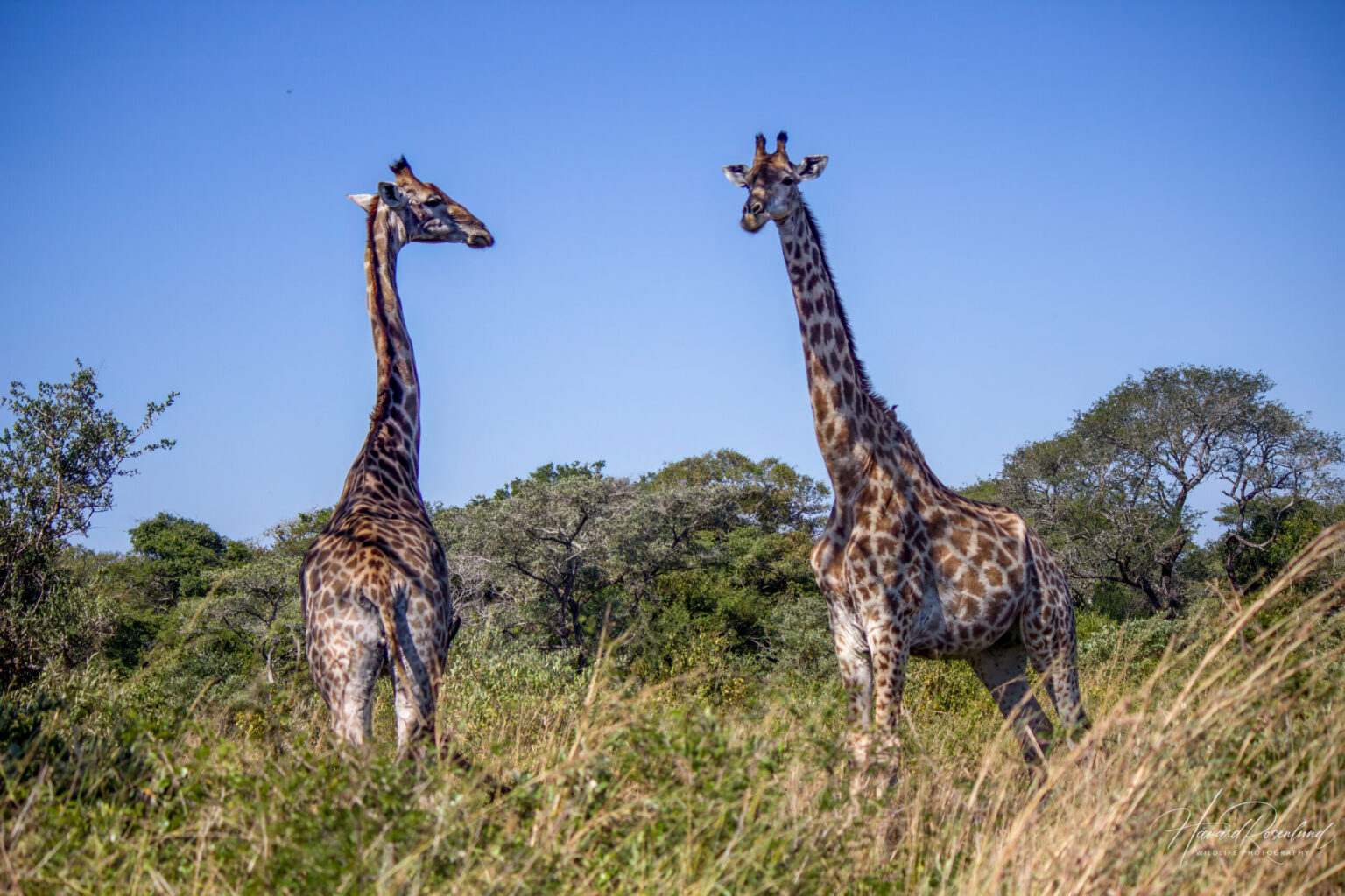 Southern Giraffe (Giraffa giraffa) @ Tembe Elephant Park, South Africa. Photo: Håvard Rosenlund