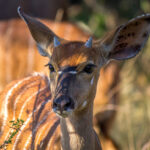 Nyala (Tragelaphus angasii) - Juvenile male @ Tembe Elephant Park, South Africa. Photo: Håvard Rosenlund