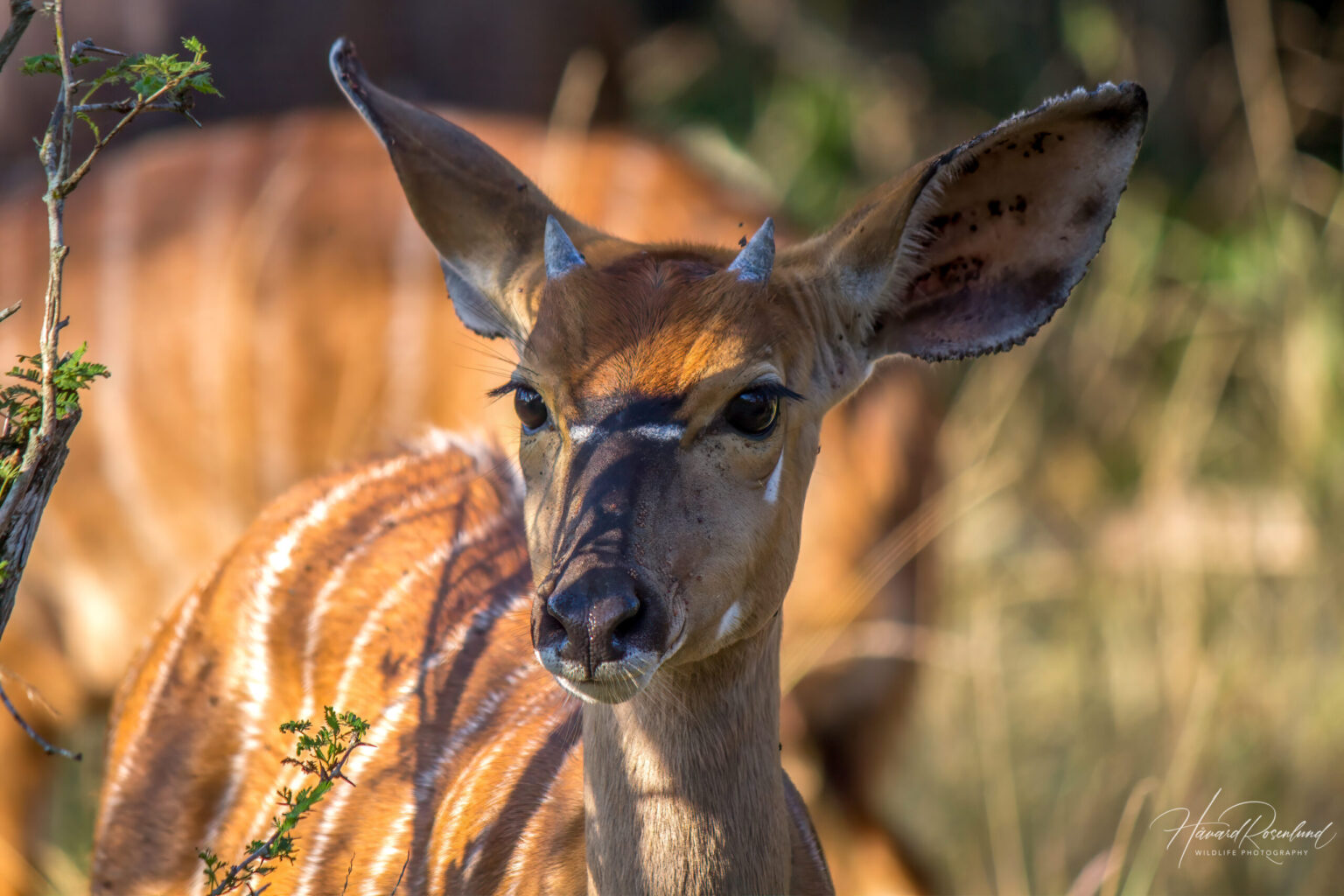 Nyala (Tragelaphus angasii) - Juvenile male @ Tembe Elephant Park, South Africa. Photo: Håvard Rosenlund