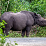 Black Rhinoceros (Diceros bicornis) @ Eastern Shores - iSimangaliso Wetland Park, South Africa. Photo: Håvard Rosenlund