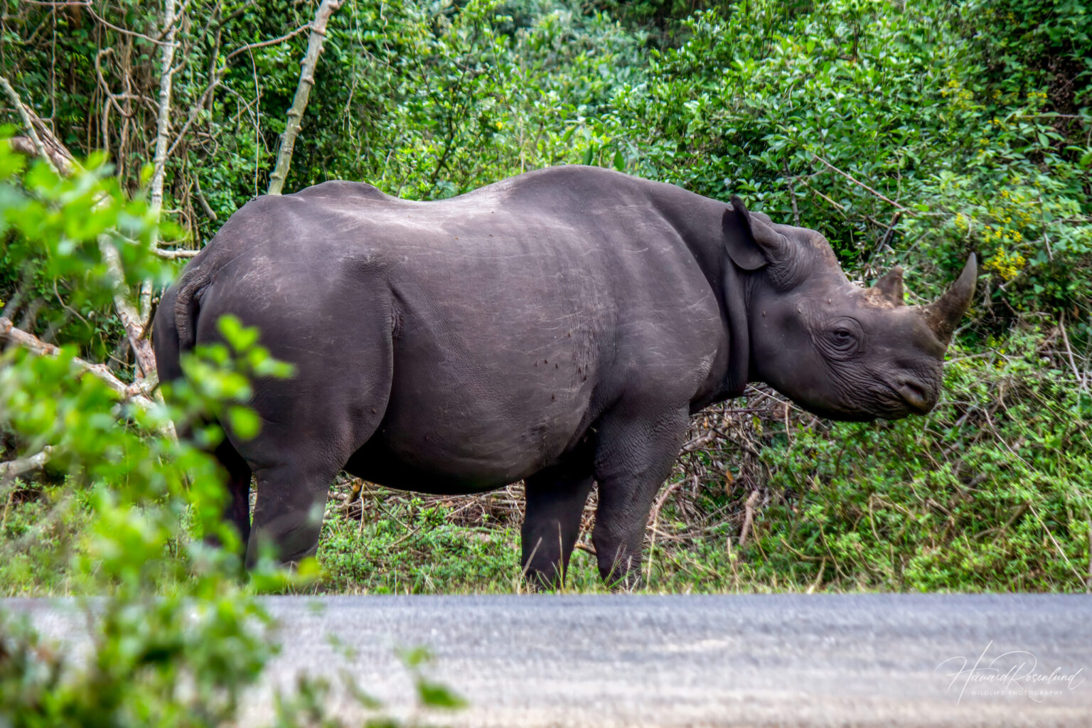 Black Rhinoceros (Diceros bicornis) @ Eastern Shores - iSimangaliso Wetland Park, South Africa. Photo: Håvard Rosenlund