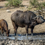 Cape Buffalo (Syncerus caffer caffer) @ Hluhluwe-iMfolozi Park, South Africa. Photo: Håvard Rosenlund