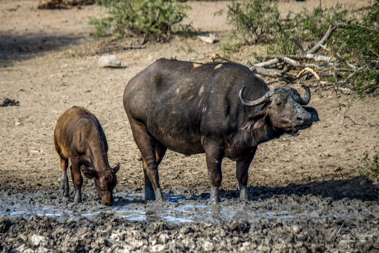 Cape Buffalo (Syncerus caffer caffer) @ Hluhluwe-iMfolozi Park, South Africa. Photo: Håvard Rosenlund