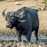 Cape Buffalo (Syncerus caffer caffer) @ Hluhluwe-iMfolozi Park, South Africa. Photo: Håvard Rosenlund