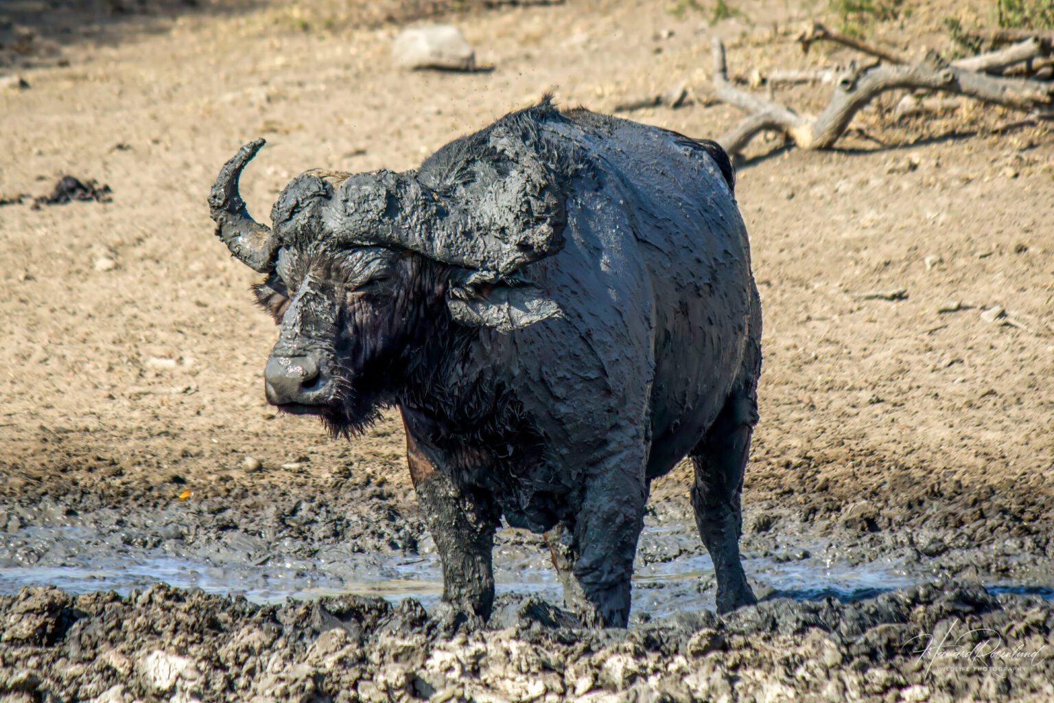 Cape Buffalo (Syncerus caffer caffer) @ Hluhluwe-iMfolozi Park, South Africa. Photo: Håvard Rosenlund