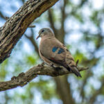 Emerald-spotted Wood-dove (Turtur chalcospilos) @ Ndumo Game Reserve, South Africa. Photo: Håvard Rosenlund