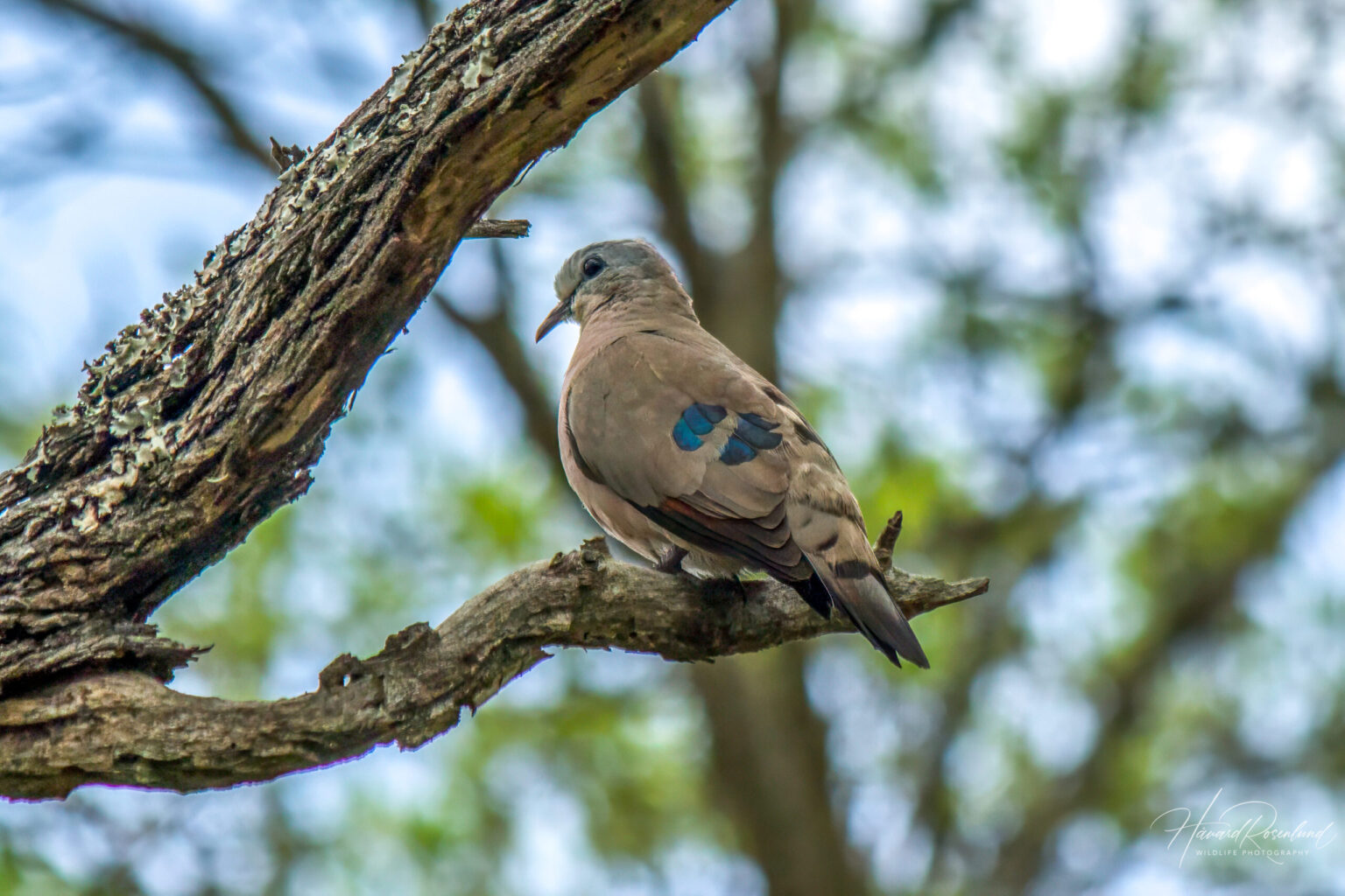 Emerald-spotted Wood-dove (Turtur chalcospilos) @ Ndumo Game Reserve, South Africa. Photo: Håvard Rosenlund