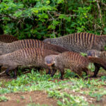 Banded Mongoose (Mungos mungo) @ Eastern Shores - iSimangaliso Wetland Park, South Africa. Photo: Håvard Rosenlund