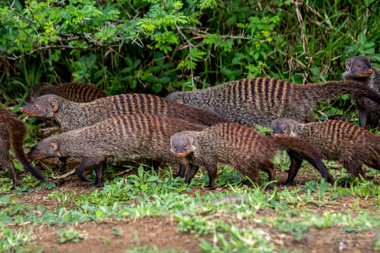 Banded Mongoose (Mungos mungo) @ Eastern Shores - iSimangaliso Wetland Park, South Africa. Photo: Håvard Rosenlund