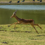 Impala (Aepyceros melampus) @ Ndumo Game Reserve, Sør-Afrika. Foto: Håvard Rosenlund