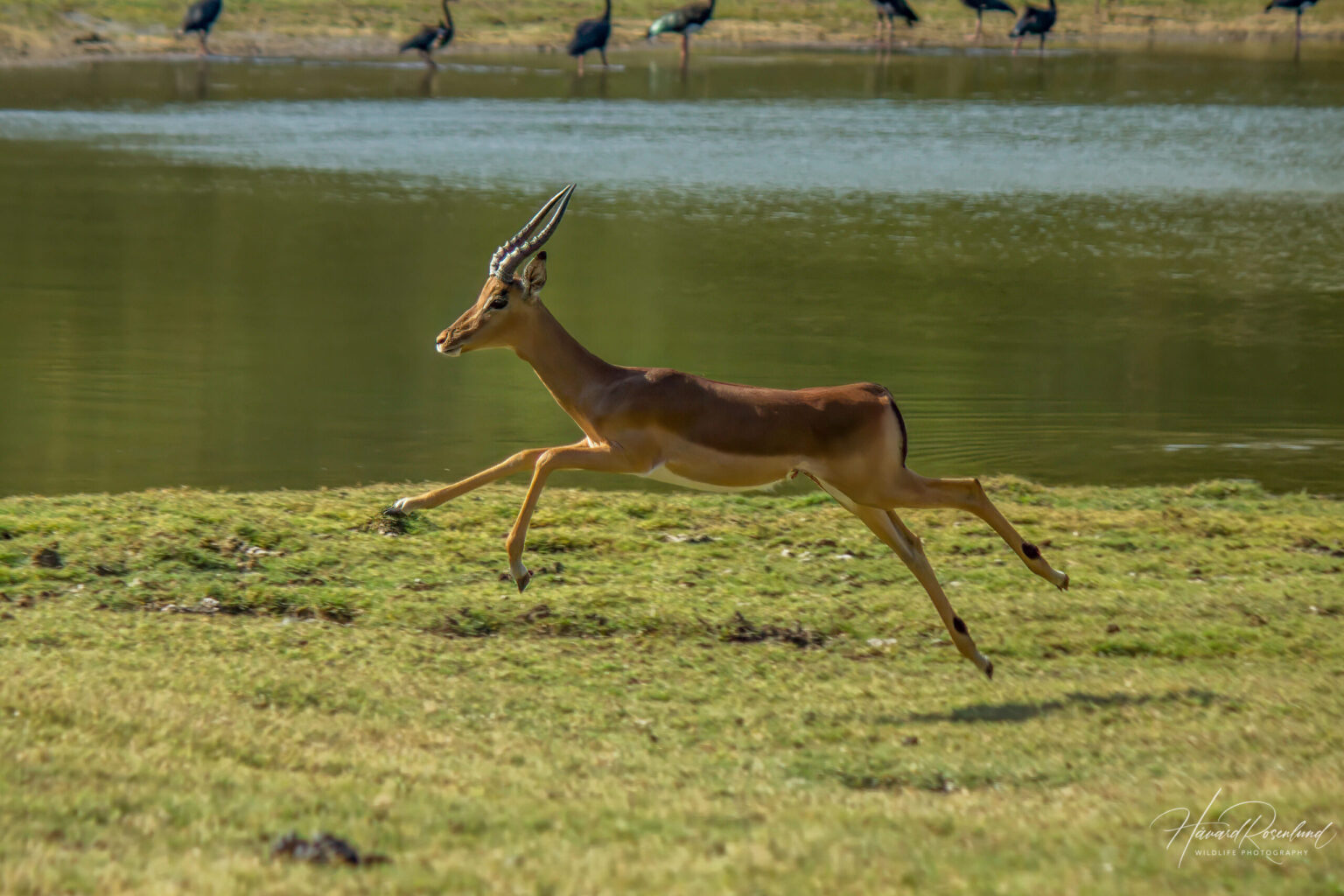 Impala (Aepyceros melampus) @ Ndumo Game Reserve, Sør-Afrika. Foto: Håvard Rosenlund