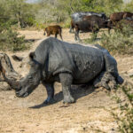 White Rhinoceros (Ceratotherium simum) @ Hluhluwe-iMfolozi Park, South Africa. Photo: Håvard Rosenlund