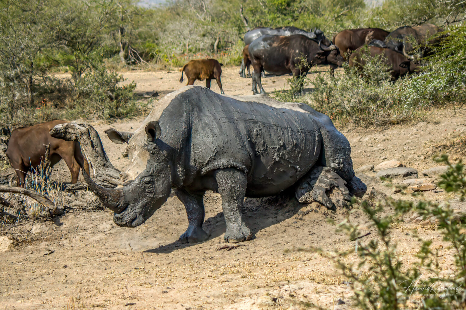 White Rhinoceros (Ceratotherium simum) @ Hluhluwe-iMfolozi Park, South Africa. Photo: Håvard Rosenlund