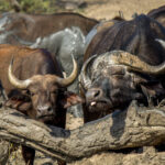 Cape Buffalo (Syncerus caffer caffer) @ Hluhluwe-iMfolozi Park, South Africa. Photo: Håvard Rosenlund