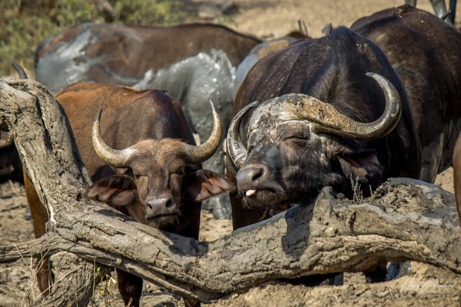 Cape Buffalo (Syncerus caffer caffer) @ Hluhluwe-iMfolozi Park, South Africa. Photo: Håvard Rosenlund