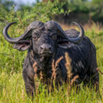Cape Buffalo (Syncerus caffer caffer) @ Tembe Elephant Park, South Africa. Photo: Håvard Rosenlund