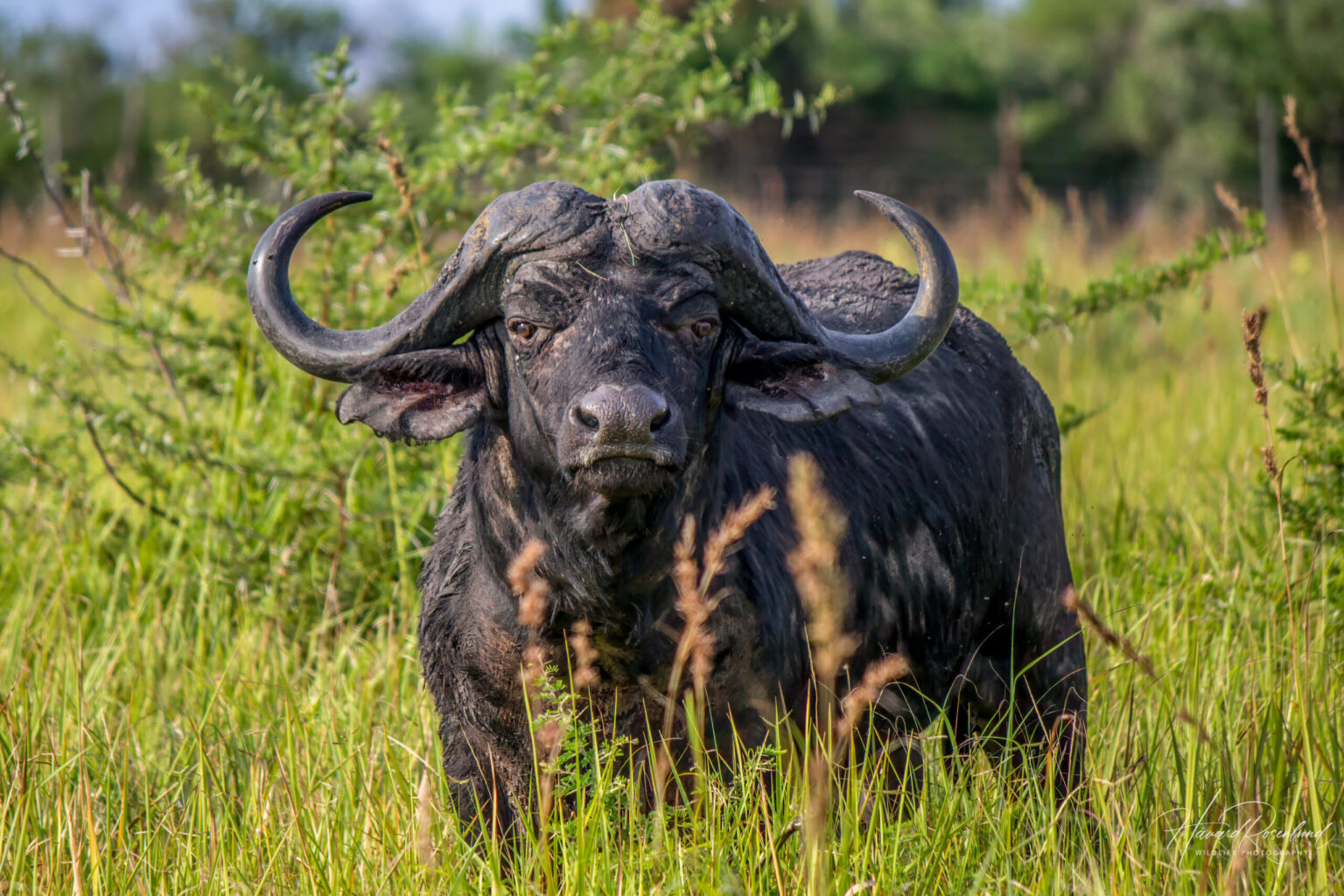Cape Buffalo (Syncerus caffer caffer) @ Tembe Elephant Park, South Africa. Photo: Håvard Rosenlund