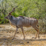Stor Kudu (Tragelaphus strepsiceros) @ Hluhluwe-iMfolozi Park, Sør-Afrika. Foto: Håvard Rosenlund
