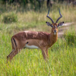 Impala (Aepyceros melampus) @ Tembe Elephant Park, Sør-Afrika. Foto: Håvard Rosenlund