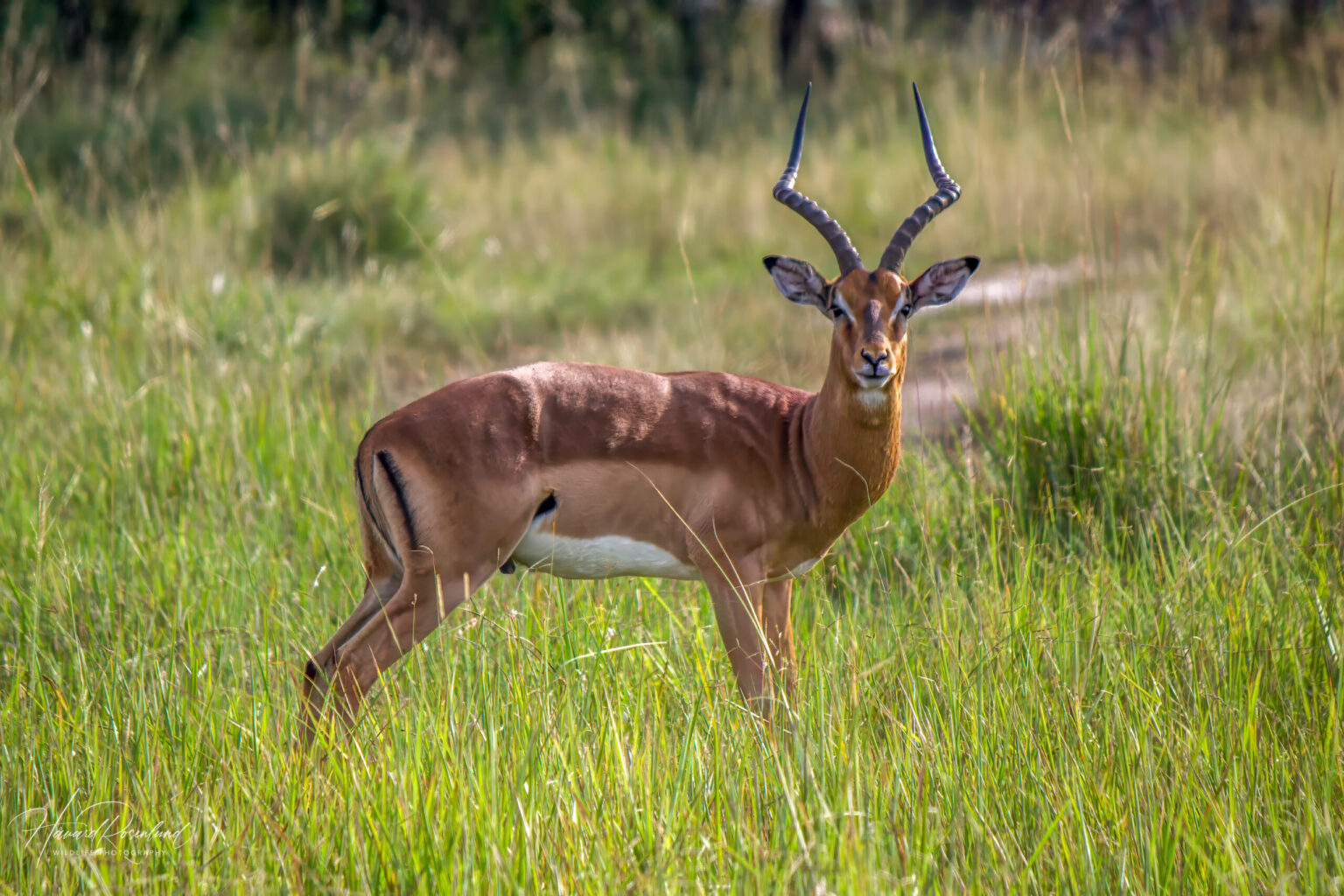 Impala (Aepyceros melampus) @ Tembe Elephant Park, Sør-Afrika. Foto: Håvard Rosenlund