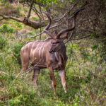 Stor Kudu (Tragelaphus strepsiceros) @ Eastern Shores - iSimangaliso Wetland Park, Sør-Afrika. Foto: Håvard Rosenlund