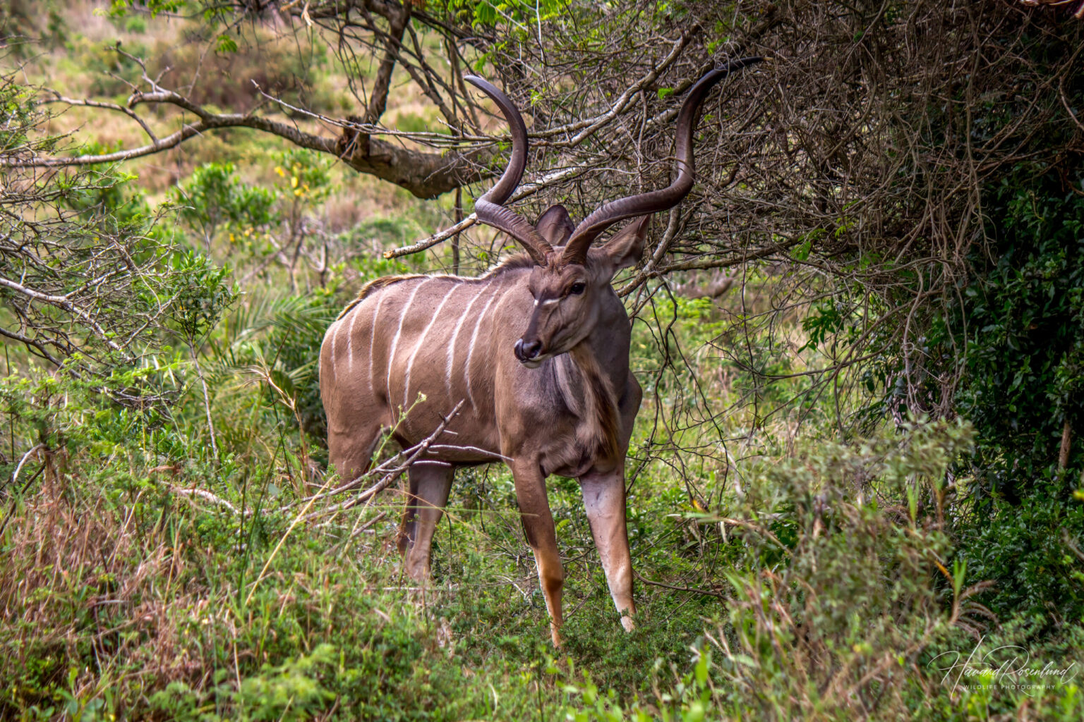 Stor Kudu (Tragelaphus strepsiceros) @ Eastern Shores - iSimangaliso Wetland Park, Sør-Afrika. Foto: Håvard Rosenlund
