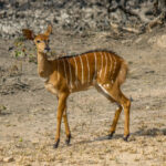 Nyala (Tragelaphus angasii) - Female @ Hluhluwe-iMfolozi Park, South Africa. Photo: Håvard Rosenlund
