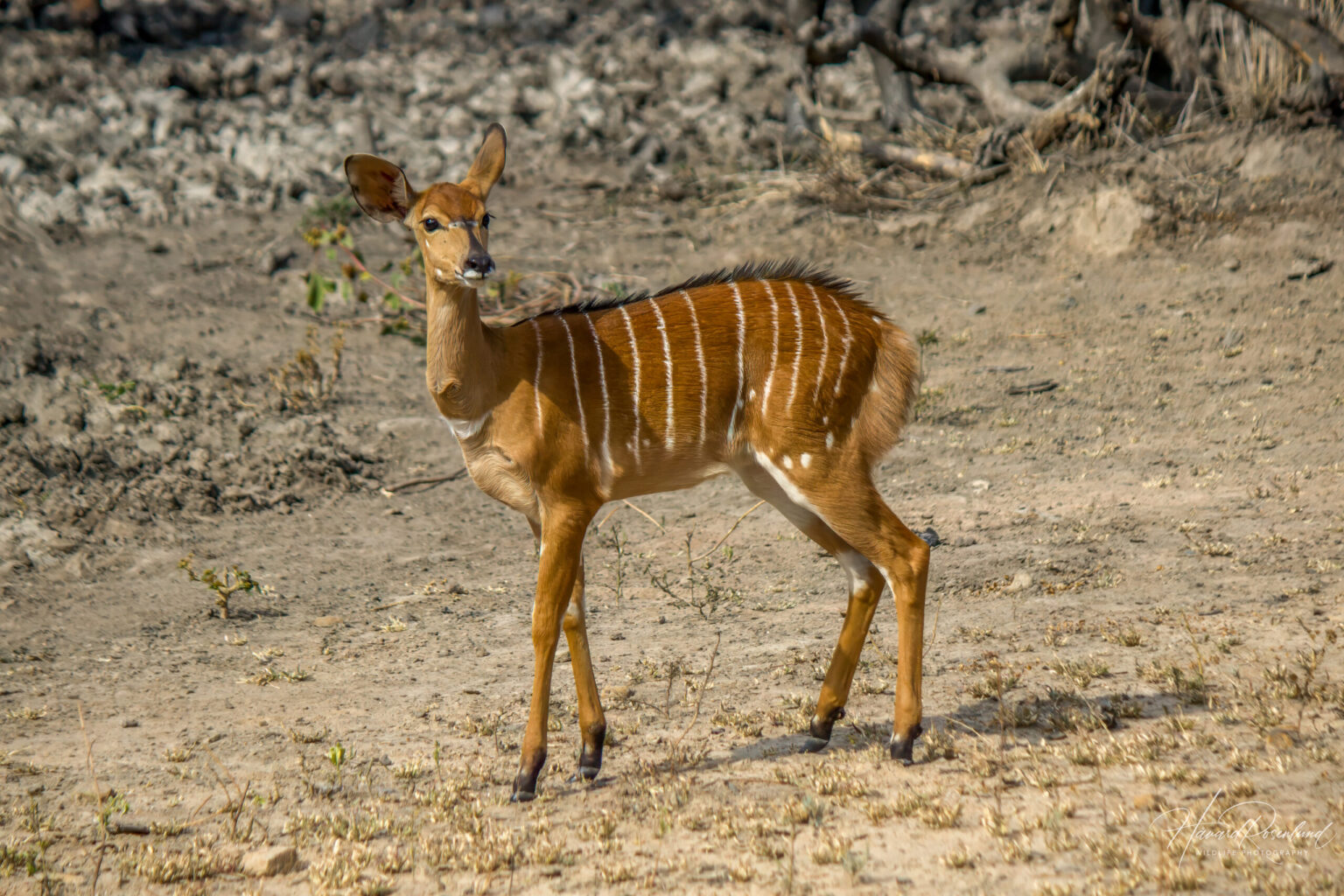 Nyala (Tragelaphus angasii) - Female @ Hluhluwe-iMfolozi Park, South Africa. Photo: Håvard Rosenlund