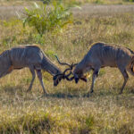 Stor Kudu (Tragelaphus strepsiceros) @ Eastern Shores - iSimangaliso Wetland Park, Sør-Afrika. Foto: Håvard Rosenlund